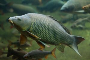 about koi fish