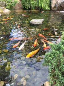 koi