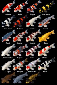 different types of koi 