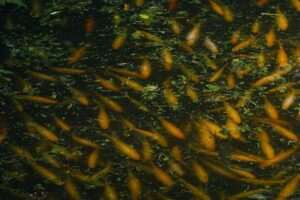 koi in fish pond