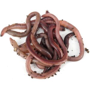 earthworms