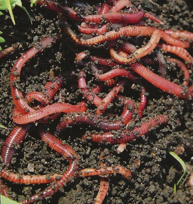 earthworms