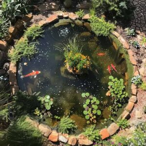 how many koi should be in your pond