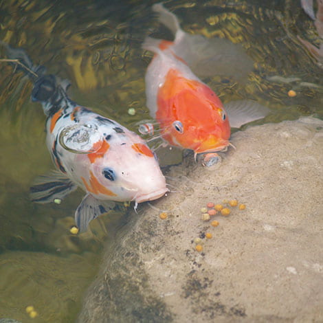 pond food regulation