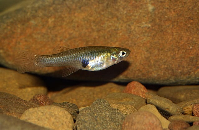 Mosquito Fish In Fish Ponds
