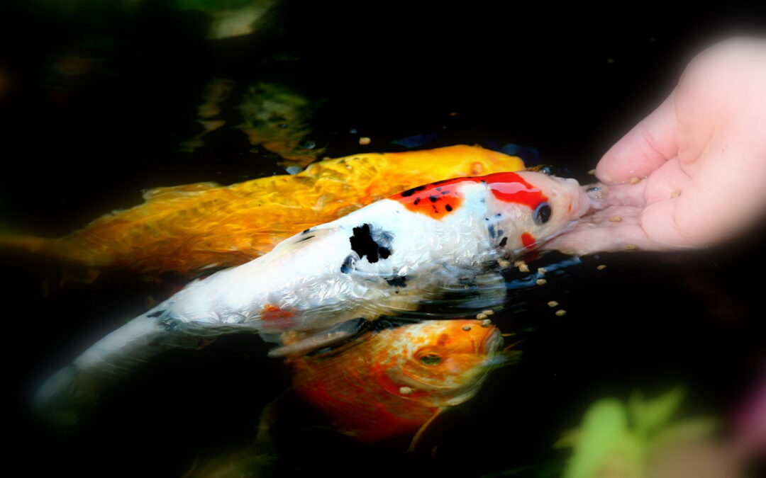 Winter Feeding of Koi