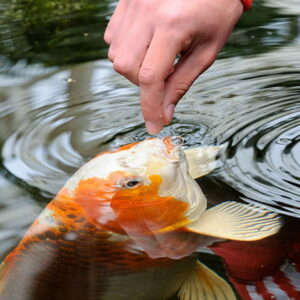 winter feeding of koi 