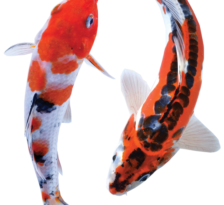 Koi Pond Cleaning Services