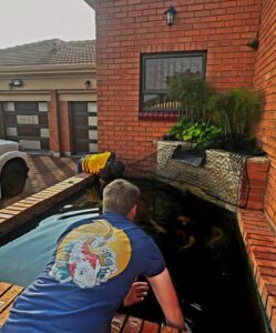 koi pond cleaning 