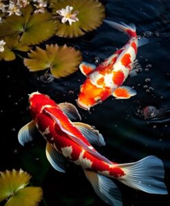 koi 