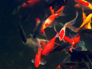 healthy fish