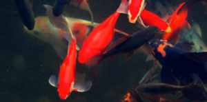 healthy fish