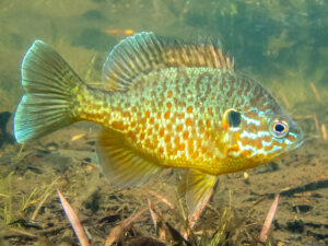 healthy fish